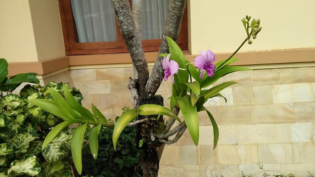 Roemah Canting Homestay Jogjacarta Exterior foto