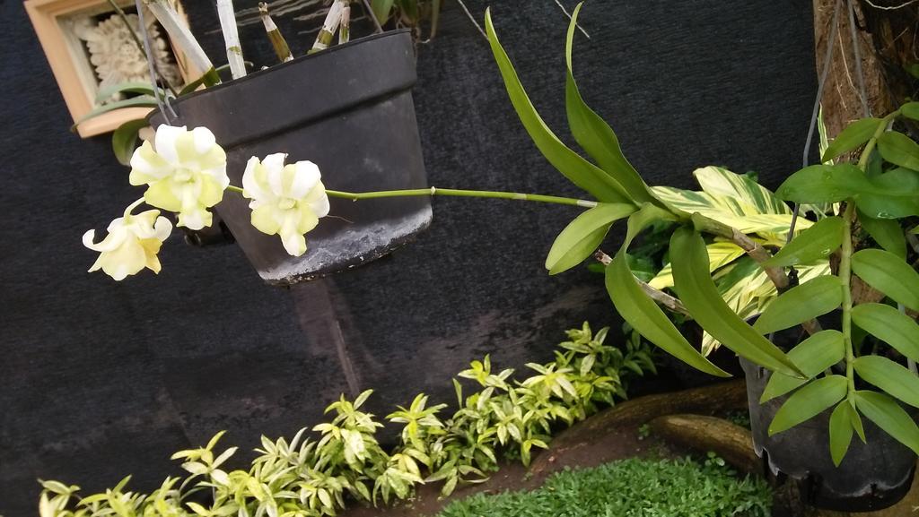 Roemah Canting Homestay Jogjacarta Exterior foto